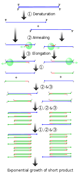 Schematische weergave van de PCR reactie (bron wikipedia)
